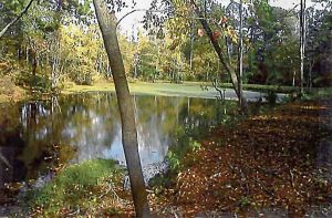 Existing pond on Senoia Road rezoning property. Photo/Peachtree City information packet.
