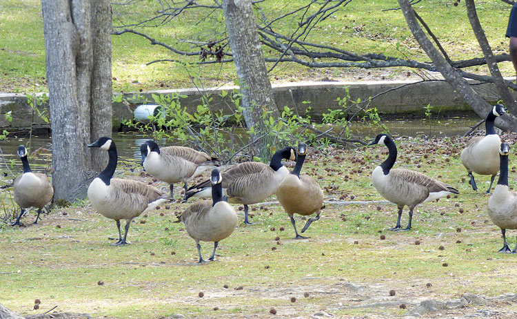 PTC calls foul on folks feeding fowl