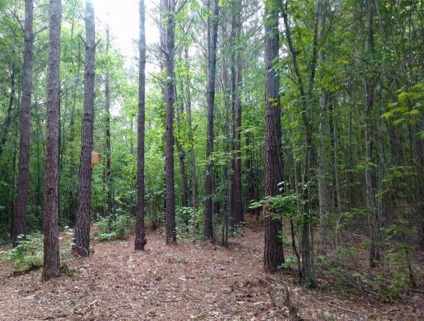 SCT schedules final session of Camp WILD