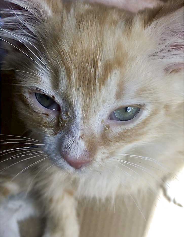 Custody battle erupts over Butch the cat