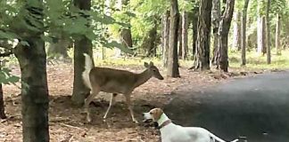 Above, Carolyn Taylor’s dog and a bold doe give a narrow berth to each other along a Peachtree City golf cart path. Photo/Screen grabs of video by Carolyn Taylor.