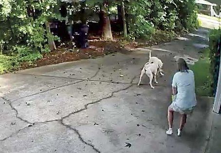 Fayette deputy shoots attacking dog