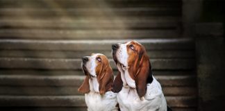 Two basset hounds gaze upward. Photo/Shutterstock.