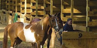 Public stables at A.H. Stephens State Park near Augusta. Photo/Ga. State Parks website.