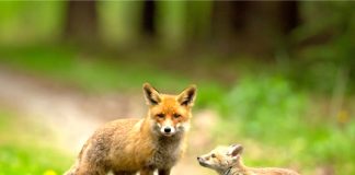 Red fox and young. Photo/Shutterstock.