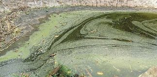 Blue-green algae in a pond. Photo/Shutterstock.