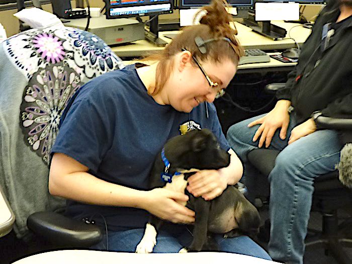 <b>Dispatcher Ashleigh Sawyer holds the 911 puppy as it gets accustomed to its new surroundings. Photo/Ben Nelms.</b>