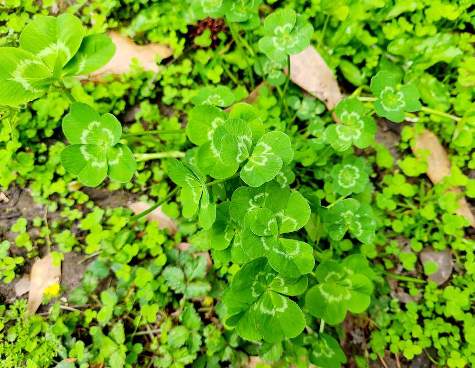 <b>Mary Paul focuses on the patch of bountiful leaf clovers.</b>