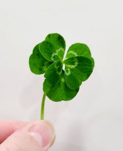 <b>One of the 6-leaf clovers found in the Pauls' yard. Photo/Mary Paul.</b>