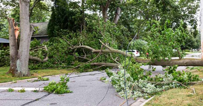 Tree damage following a storm. Shutterstock image.