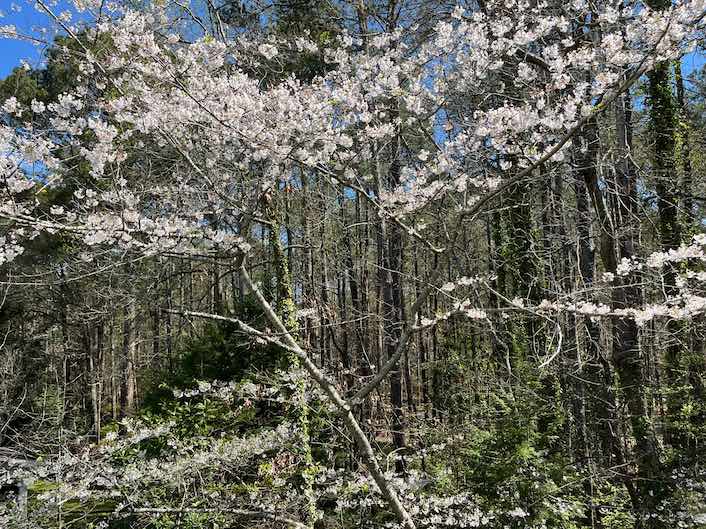 Cherry tree shows off for Eastertide.