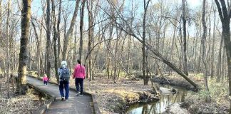 Boardwalk through Flat Creek Nature Area.