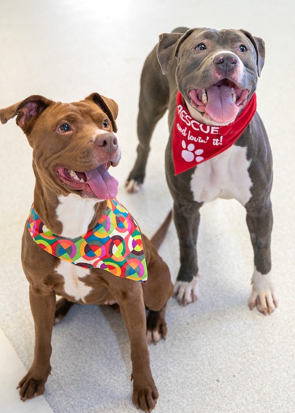 Oatmeal (at right) with sister Pancake (at left). Photo/Anne Taylor.