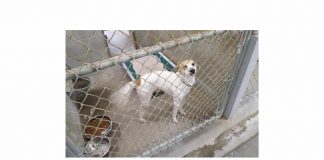 >Old animal shelter kennels shown at top, while new smaller units are at bottom. Photos/Jeff Koldoff.