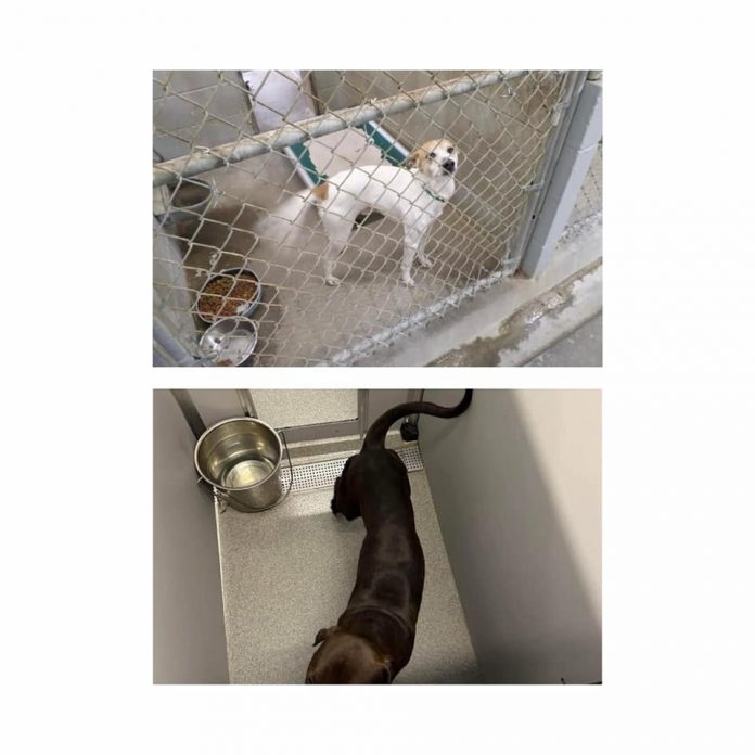 >Old animal shelter kennels shown at top, while new smaller units are at bottom. Photos/Jeff Koldoff.