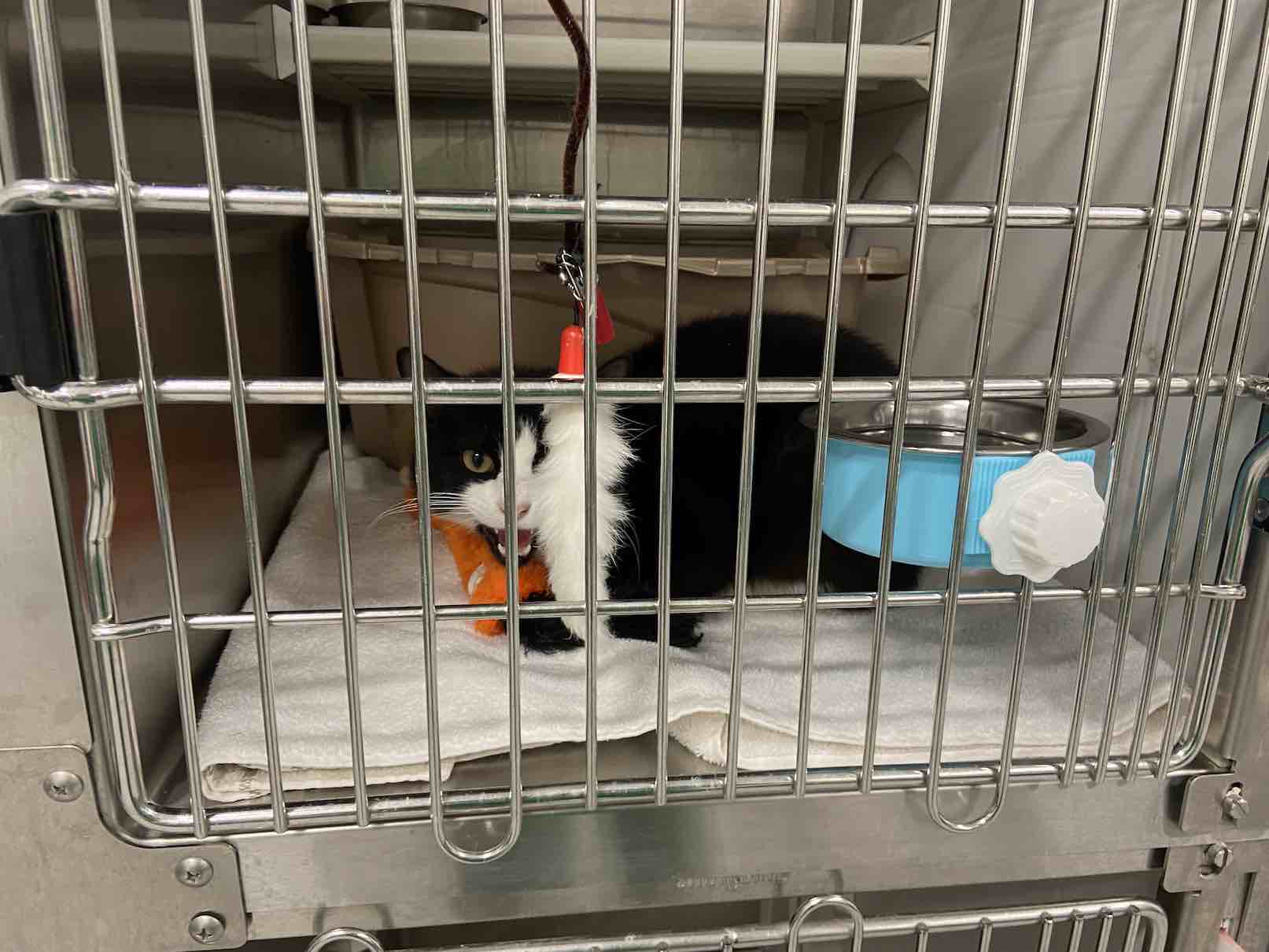 Cat awaits its future in a small cage at the new Fayette County Animal Shelter. Photo/Vicki Leopold.