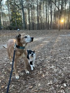 Thor with his best friend, Max the girl cat. Photo/Joe Domaleski