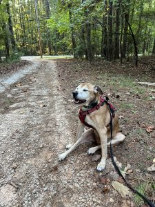 Thor takes a break during a walk down our driveway. Some days those back legs just didn't want to cooperate. Photo/Joe Domaleski