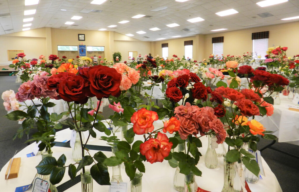 get ideas for roses that will do well in your garden by visiting the SMRS Rose Show.