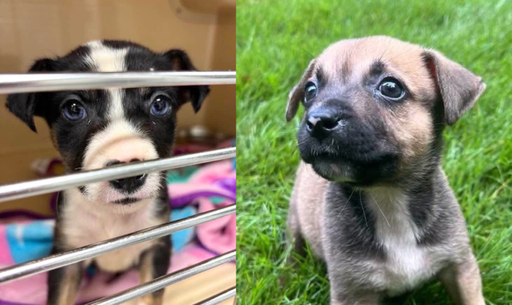 Twelve Tiny Blue-Eyed Babies… and Their Brave Mama