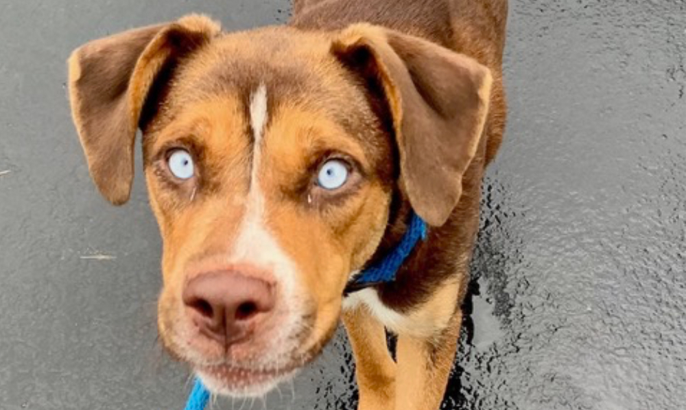 Get a Pet of the Week: Holle — A Truly Special Girl