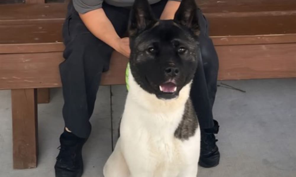 Bailee: A Sweet Young Akita Ready for Her Foreve...