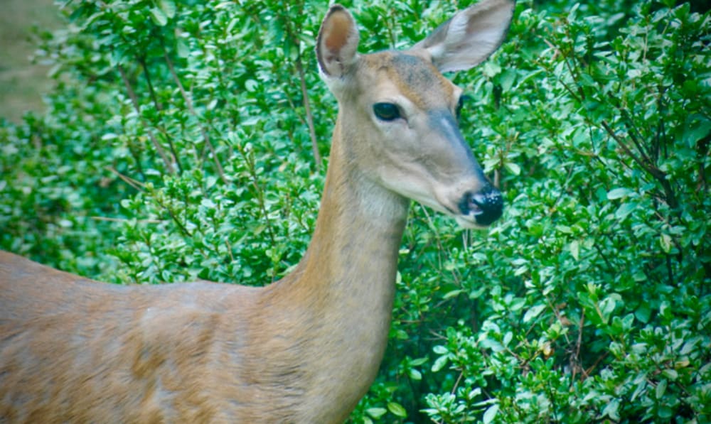 Letter to the Editor: Say No to the Bow, Deer Sl...