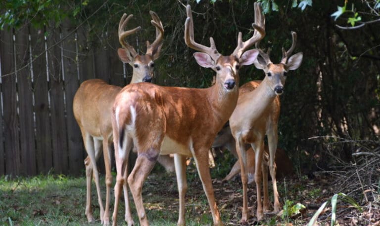 Peachtree City Tests Deer Hunting Program to Address Safety and ...