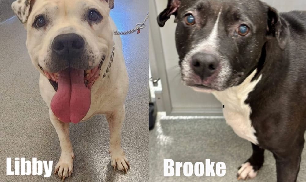 Get a Pet of the Week: Brooke and Libby, A Bonde...