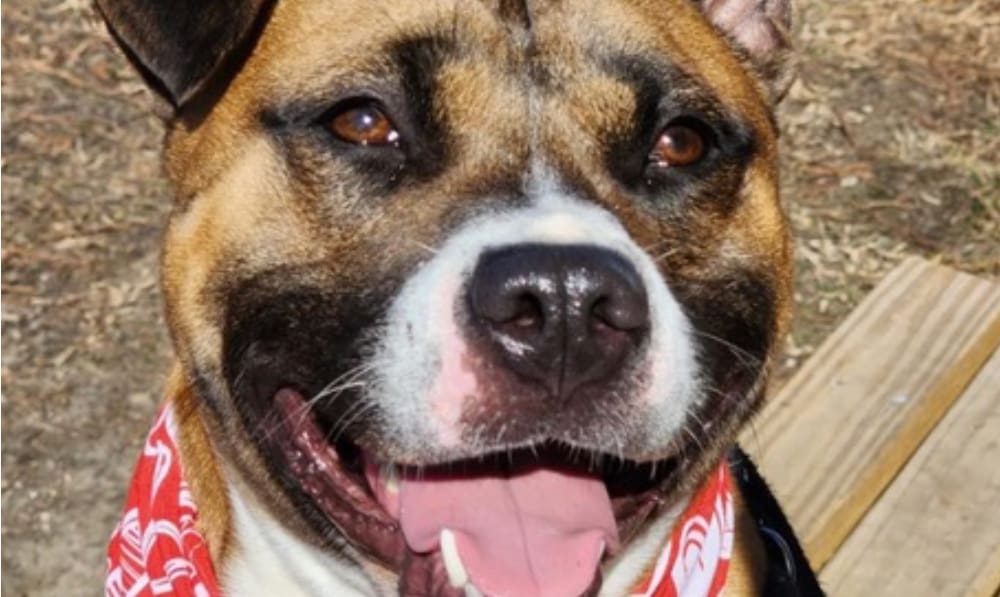 Get a Pet of the Week: Archie is Affectionate, A...