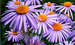 September’s Birthday Flowers