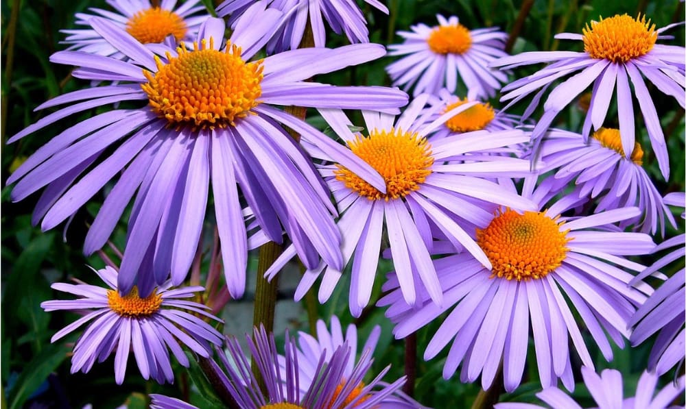 September’s Birthday Flowers