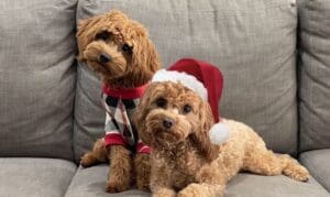 Step Inside Fayette County’s Most Magical Holida...