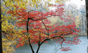 Predicting Peak Fall Color in the North Georgia ...