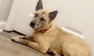 Get a Pet of the Week: Alonzo, A Gentle Soul wit...