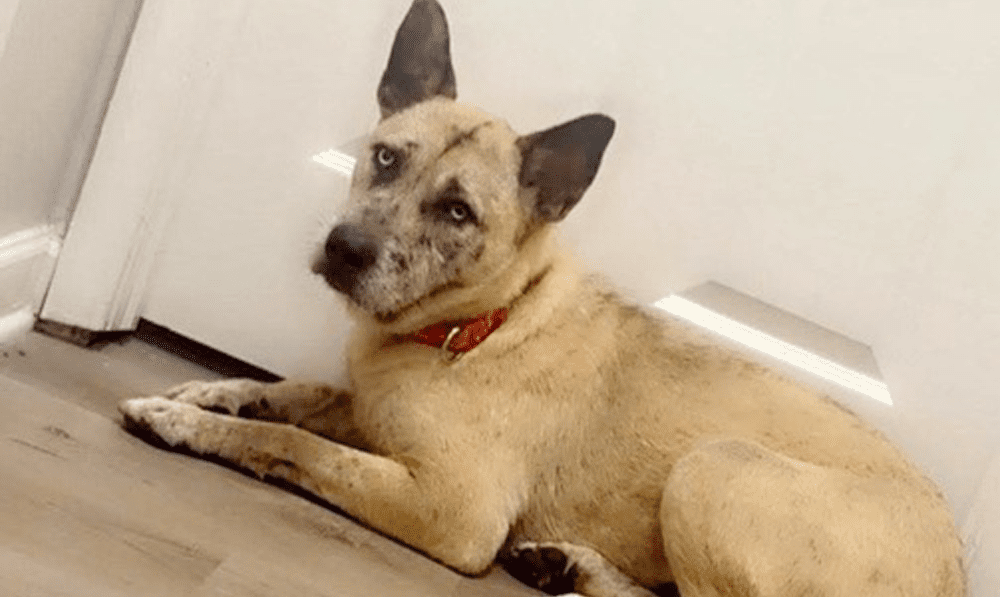 Get a Pet of the Week: Alonzo, A Gentle Soul wit...