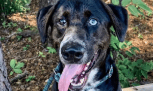 Get a Pet of the Week: Blue, A Smart, Handsome P...
