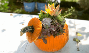 Add Some Fall Fun with Pumpkin Planters