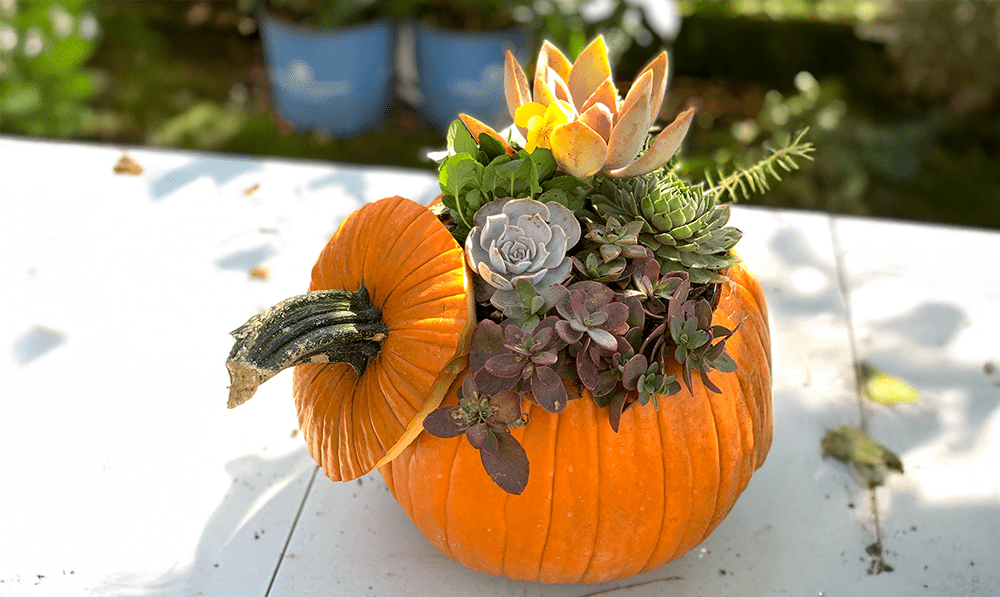 Add Some Fall Fun with Pumpkin Planters