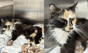 Get a Pet of the Week: Wybie, A Sweet Senior Nee...