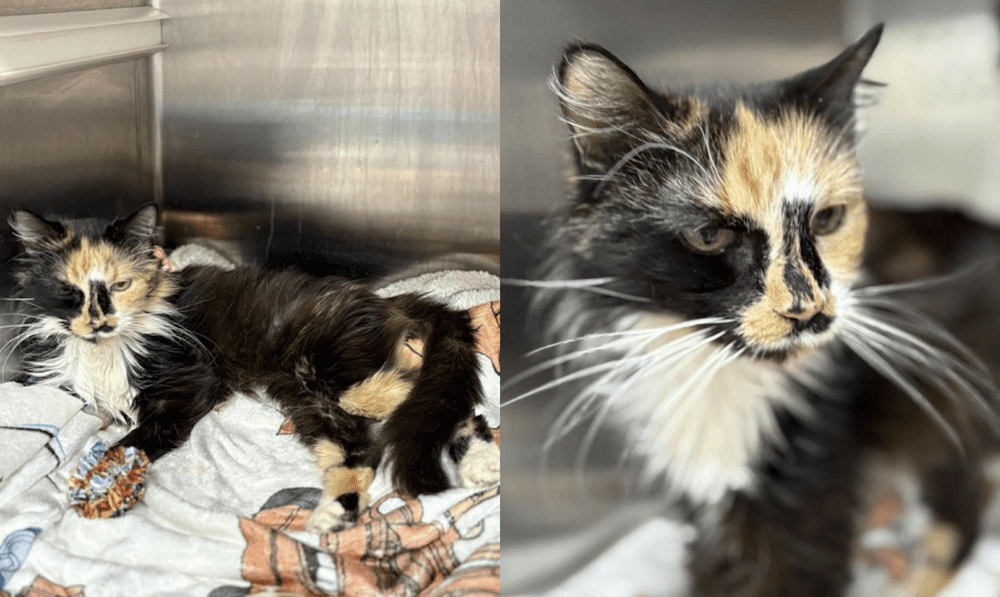 Get a Pet of the Week: Wybie, A Sweet Senior Nee...