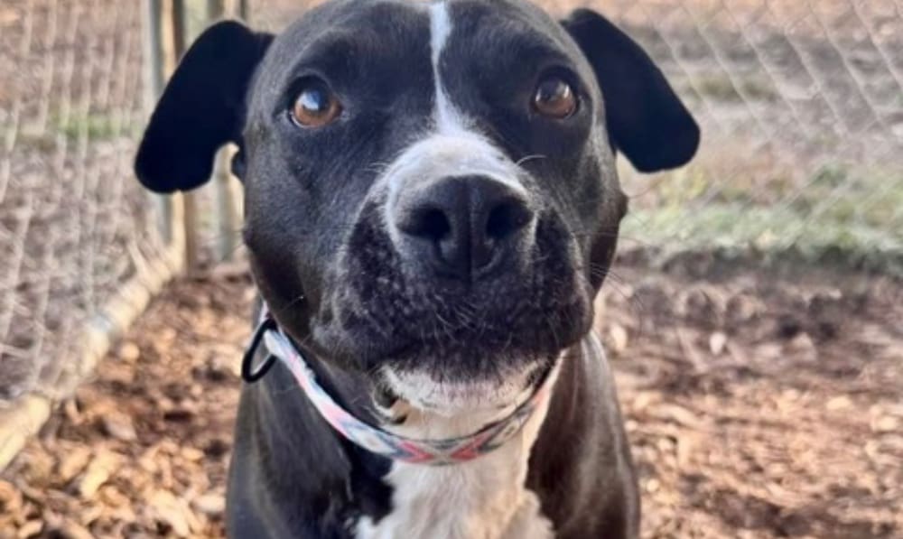 Get a Pet of the Week: Delilah Still Believes in...