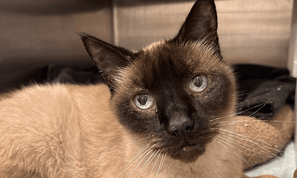 Pet of the Week: Dali