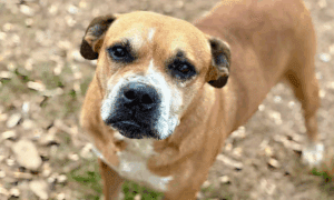 Get a Pet of the Week: Khloe – A Shy Senior Girl...