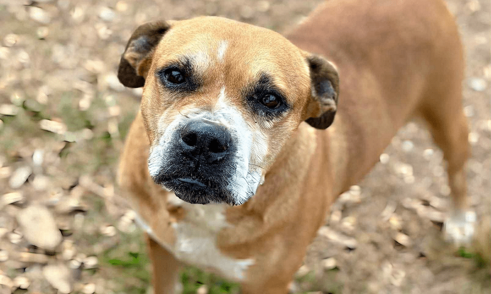 Get a Pet of the Week: Khloe – A Shy Senior Girl...