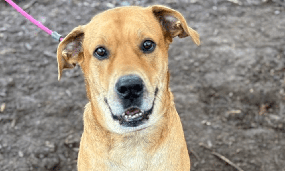 Get a Pet of the Week: Ivan – A Sweet Lab Mix Wh...