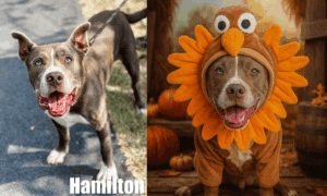 Meet Hamilton – A Sweet Boy Ready to Give Thanks...