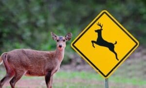 Garden Views: Navigating the Fall Rut: A Driver&...