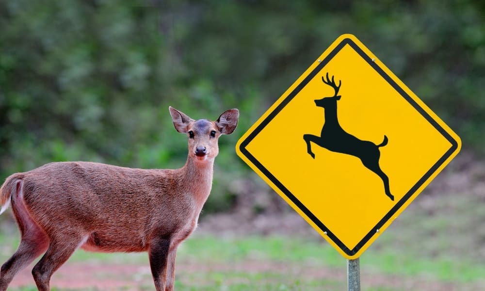 Garden Views: Navigating the Fall Rut: A Driver’s Guide to Deer Safety