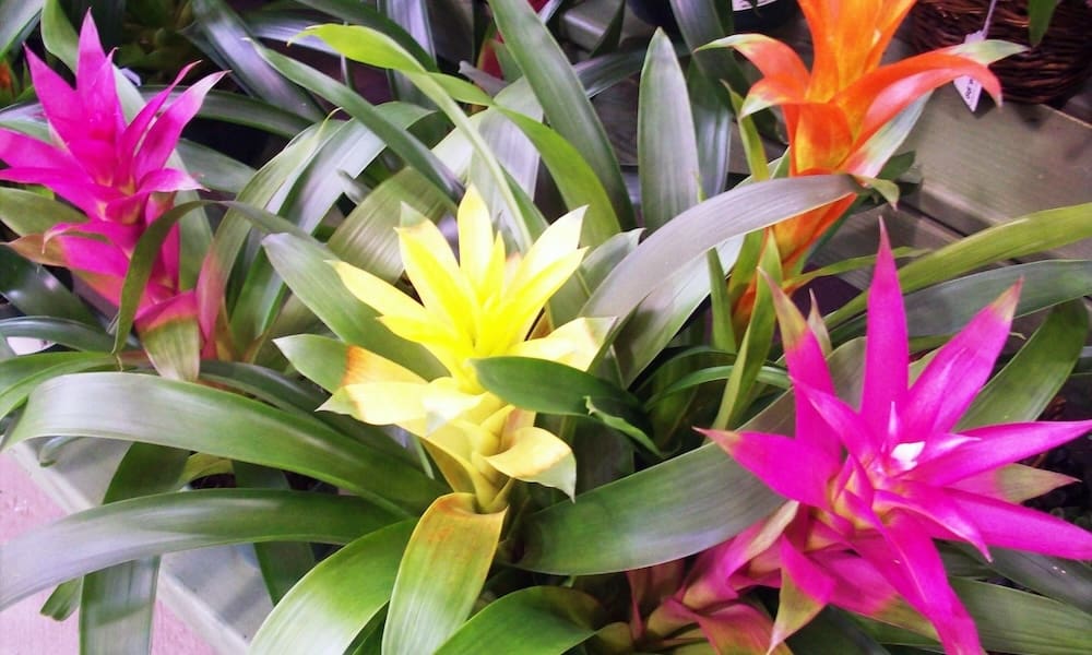 Five Holiday House Plants